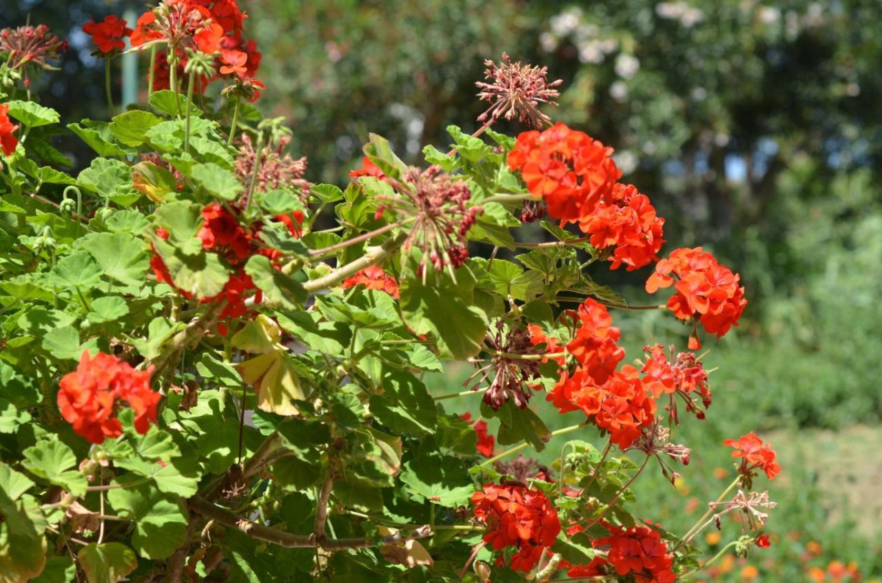 Villa Teti - Sicilia Campofelice Di Roccella Buitenkant foto