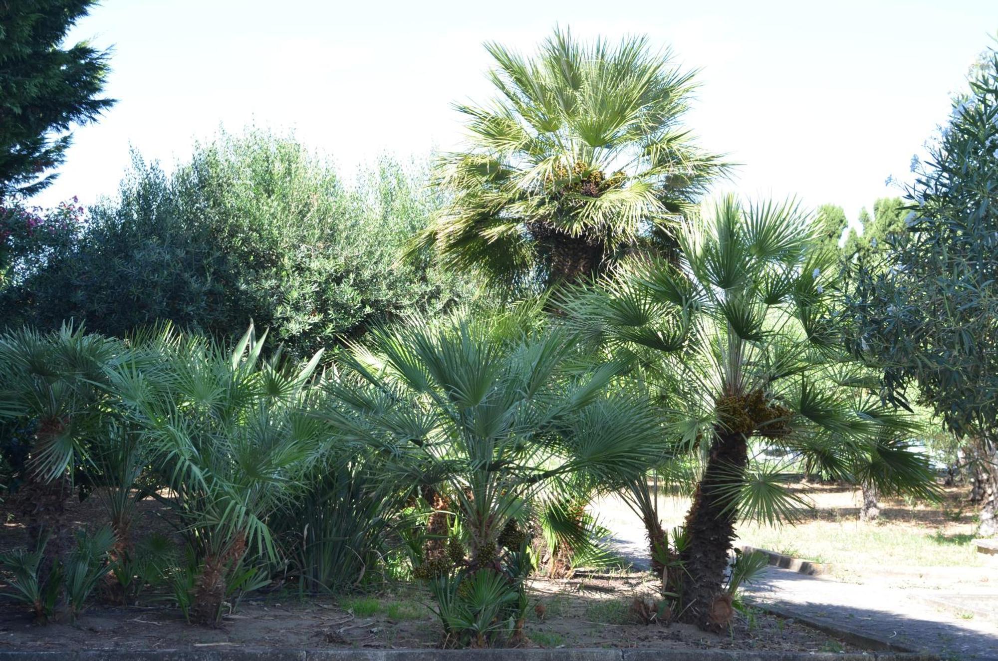 Villa Teti - Sicilia Campofelice Di Roccella Buitenkant foto