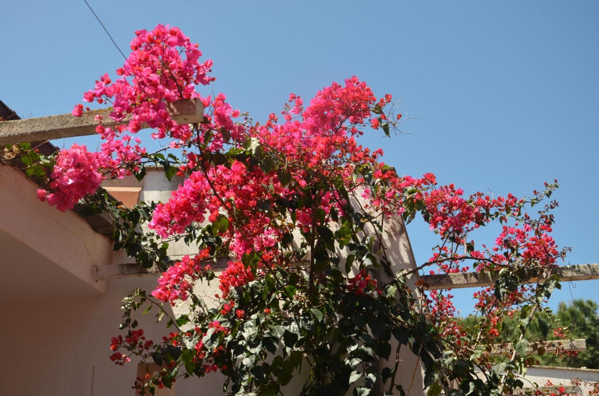 Villa Teti - Sicilia Campofelice Di Roccella Buitenkant foto